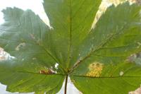 Stigmella speciosa