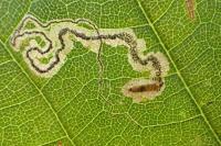 Stigmella speciosa
