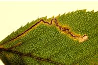 Stigmella