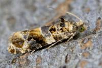 Lobesia reliquana
