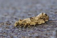 Morophaga choragella