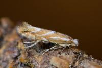Phyllonorycter leucographella