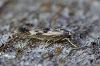 Scythris limbella