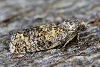 Ptycholomoides aeriferanus