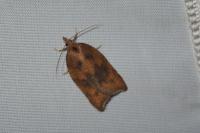 Acleris rhombana