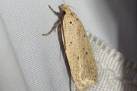 Agonopterix