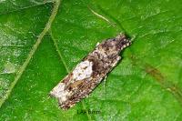 Epinotia immundana