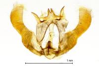 Epinotia immundana