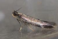 Coptotriche angusticollella