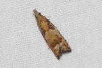 Acroclita subsequana