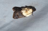 Acleris variegana
