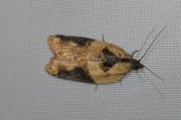 Acleris