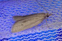 Ditula joannisiana