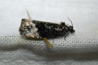 Apotomis