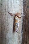 Triodia sylvina