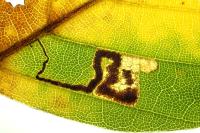 Stigmella tityrella