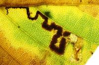 Stigmella tityrella