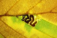 Stigmella tityrella