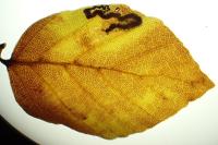 Stigmella hemargyrella