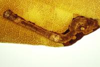 Stigmella hemargyrella