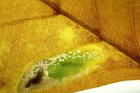 Phyllonorycter maestingella