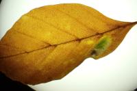 Phyllonorycter maestingella