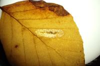 Phyllonorycter maestingella