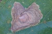 Tischeria dodonaea