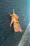 Triodia sylvina