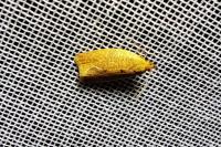 Clepsis consimilana