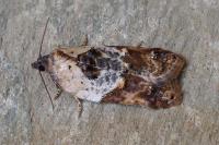 Acleris variegana