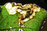 Stigmella plagicolella