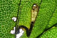 Stigmella lemniscella
