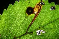 Stigmella lemniscella