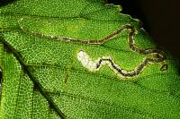 Stigmella ulmivora
