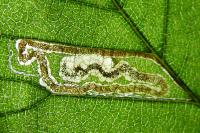 Stigmella ulmivora