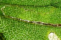 Stigmella ulmivora
