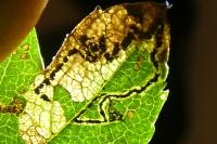 Stigmella hybnerella