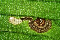 Stigmella viscerella