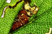 Stigmella viscerella