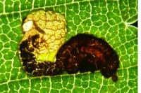 Stigmella viscerella