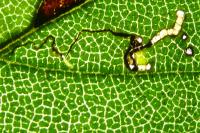 Bucculatrix albedinella