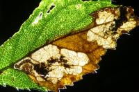 Ectoedemia spinosella