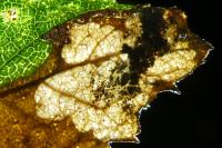Ectoedemia spinosella