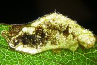 Ectoedemia spinosella
