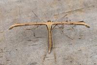 Emmelina monodactyla