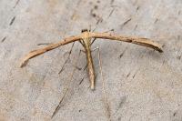 Emmelina monodactyla