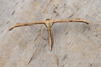 Emmelina monodactyla