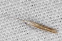 Coleophora