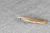 Coleophora